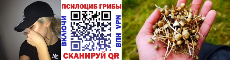 купить закладку Морозовск Псилоцибиновые грибы Magic Shrooms